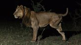 'It's pretty incredible, the guy's got three legs': Watch lion looking for sex make record-breaking swim across treacherous river filled with crocs and hippos