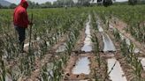 Fuertes lluvias afectan cultivos en Yucatán