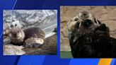 Seattle Aquarium shares otterly adorable pics