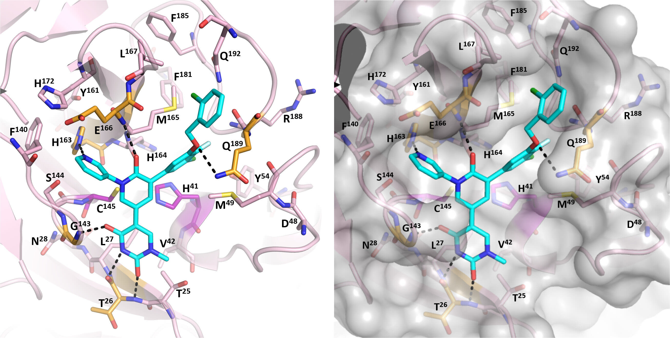 A better COVID treatment for the immunocompromised? Researchers create a non-toxic potential alternative to Paxlovid