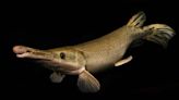 In search of the world's largest freshwater fish – the wonderfully weird giants lurking in Earth's rivers