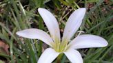 This amaryllis family native puts out a showy bloom in spring | Mystery Plant