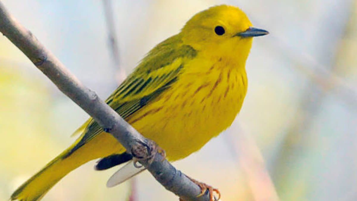 A massive bird migration is occurring over Illinois, and it comes with an 'increasing threat'