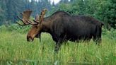 Peterview man killed in collision with moose in Terra Nova