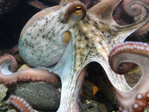 Octopus farming in the U.S. would be banned under a new bill in Congress