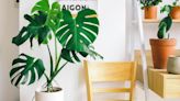 ¿Por qué la monstera es la planta ideal para una casa Millennial?