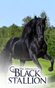 The Adventures of the Black Stallion