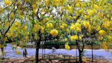初夏來追「黃金雨」 全台阿勃勒賞花打卡景點一次看