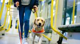 Shortage of assistance dogs leading people to train their own pets