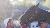 A Clemson win at the Kentucky Derby? This star horse bleeds orange