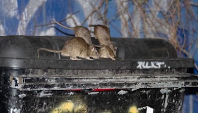 Calls for New York-style London 'rat czar' to tackle invasion of super rodents