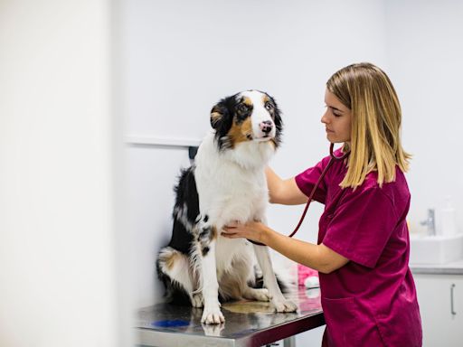 The 10 states where your pet is more likely to get sick from tick-borne diseases, viruses, parasites, and more