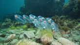 Salpa: La criatura marina transparente que come toneladas de CO2 al día