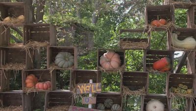 The Great Pumpkin Patch in Arthur is ready to open its gates