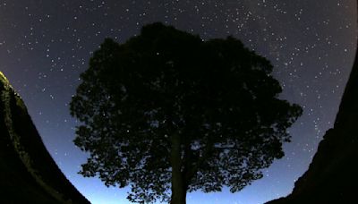 Two Charged With Cutting Down Famous Tree Near Hadrian's Wall