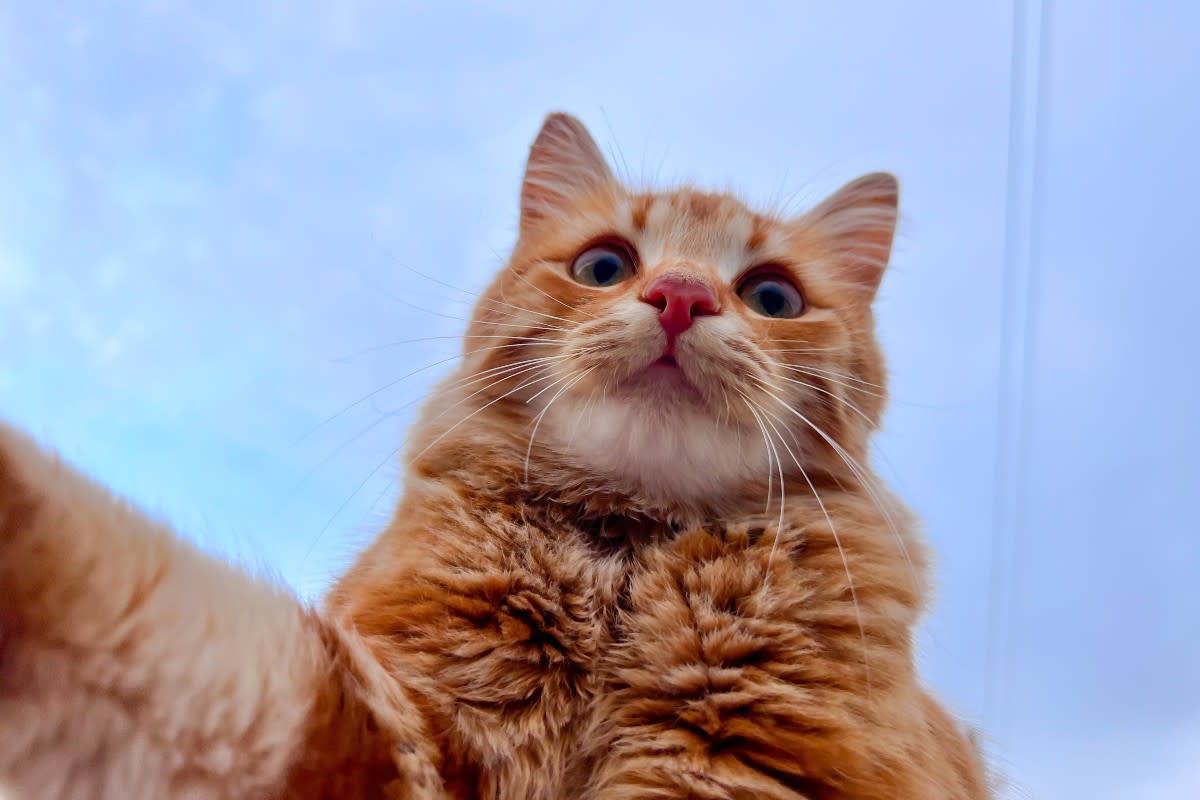 20 Weird and Unique Orange Cat Names