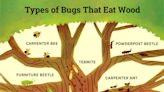 5 Bugs That Eat Wood and How to Identify Them