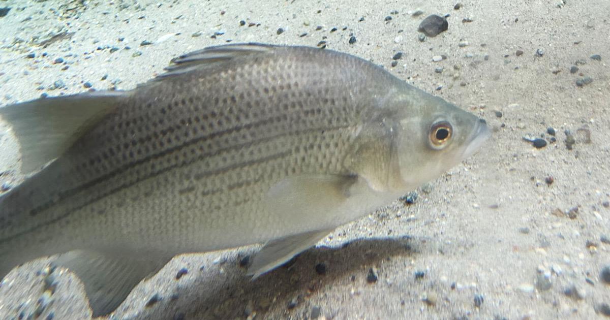 Museum creature feature: Dubuque aquarium's fish frequently serves as food in wild