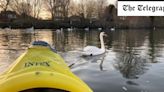 Women rowers accused of accidentally killing cygnet as police investigate