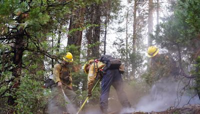 Park Fire threatening one of California's most iconic species at risk for extinction