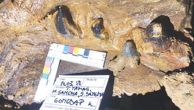 Fossil discovery at Tolegre, SGH: How Core Geo Expeditions (CGE) chanced upon a history unravelling find - The Shillong Times