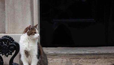 Letters to the Editor: Why Britons have a soft spot for political cats