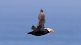 PHOTOS: Tufted puffins likely nesting near Yaquina Head for first time in decades