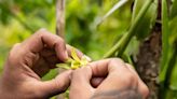 Orquídea vainilla, la flor mexicana que llenará de vida tu hogar