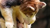 Baby tree kangaroo peeks out of mother’s pouch at Bronx Zoo