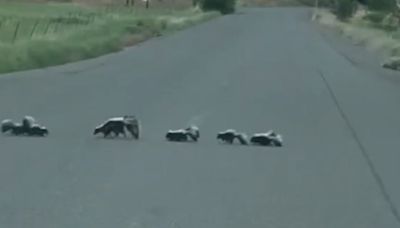 Sheriff helps skunk family cross road