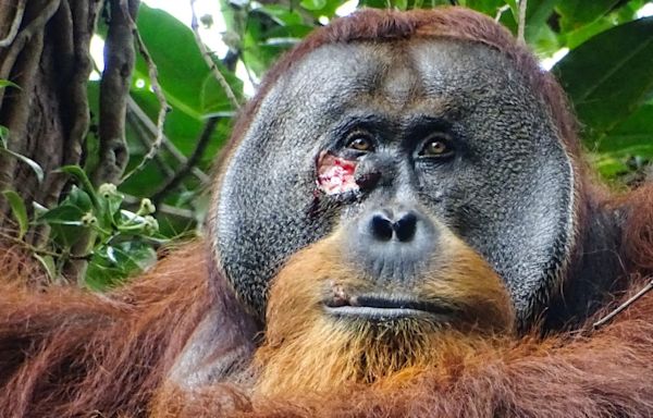 In a first, an orangutan was seen treating his wound with a medicinal plant