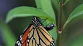 Want to help Monarch butterflies in the Upstate? Here's how to create a habitat for free