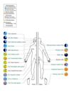 Human microbiome