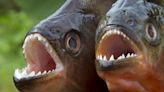 Piranhas swarm 8 tourists at Brazilian resort, leaving them with bloody legs and feet