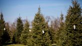 Cut your own Christmas tree at these nearby farms