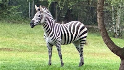 Missing zebra captured after 6 days on the run in Washington state