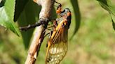 Cicadas are soon coming to Virginia. The question is where.