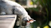 Maine Coon Kittens Discovering Water for the First Time Are Too Cute to Resist