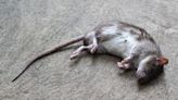 Dead mice found in creche amid 7 enforcement orders on food businesses in June