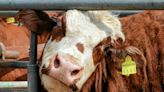 Grippe aviaire : ce que l’on sait du virus H5N1 qui se diffuse chez les vaches aux États-Unis