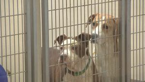 LifeLine Animal Project faces record intake in Atlanta shelters, waives fees to reunite pets