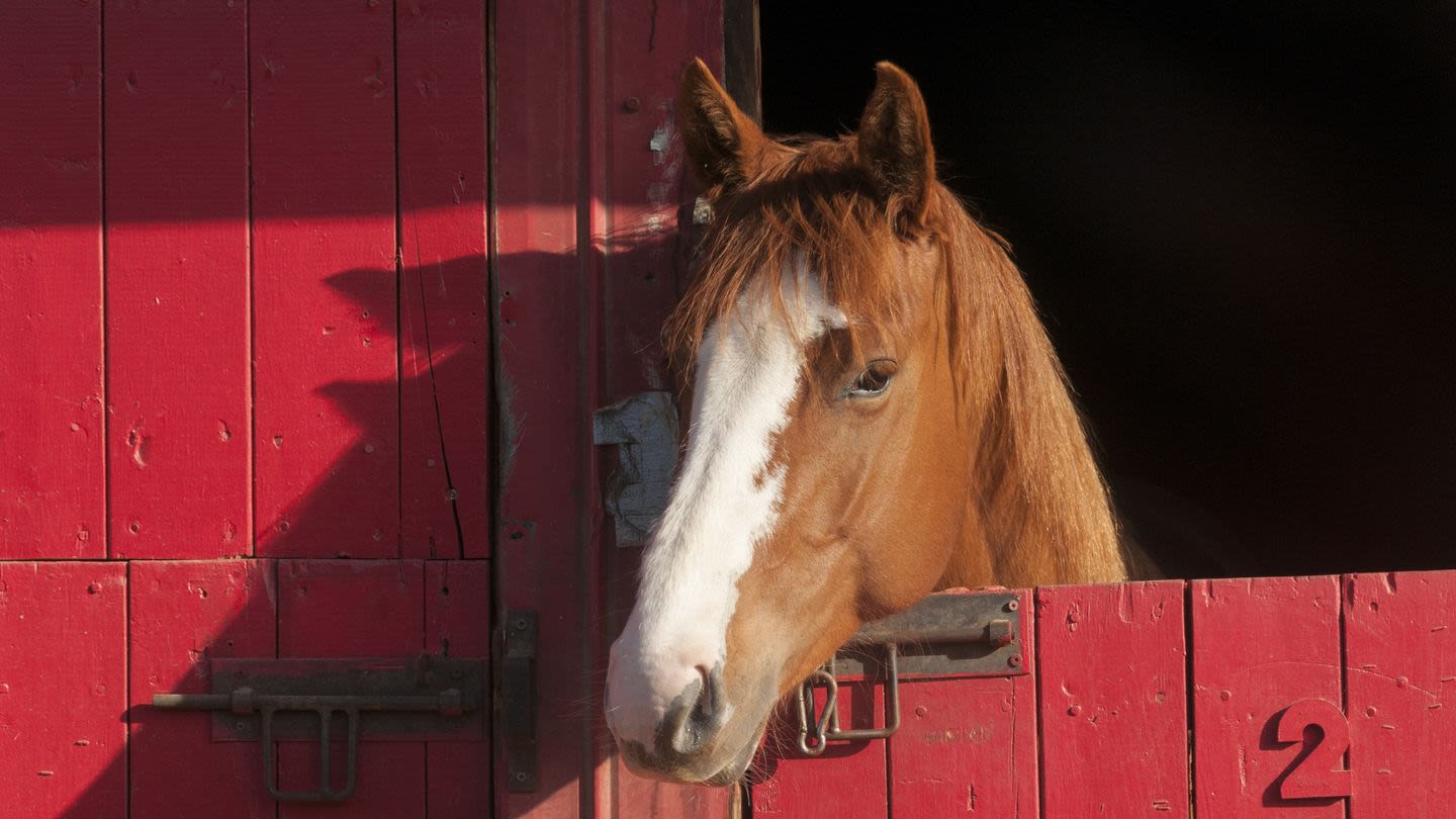156 Popular Horse Names From Stately and Regal to Funny and Whimsical