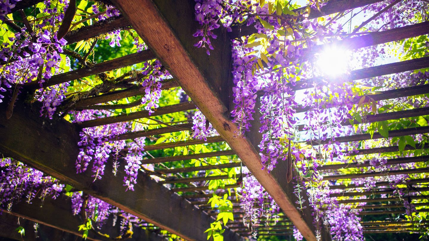 These Beautiful Flowering Vines Will Elevate Any Garden Trellis or Wall