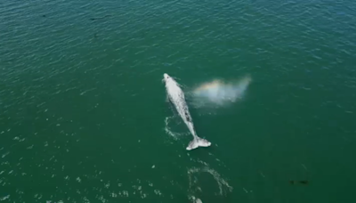 WATCH: Drone video captures gray whale splashing in Mission Bay, again
