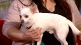 Owner of chihuahua that met Paul O’Grady thanks him for being dog’s ‘friend’