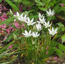 Ornithogalum umbellatum