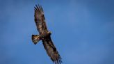 Montana man convicted of killing eagles is sentenced to 3 years in prison for related gun violations