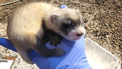 6 endangered black-footed ferrets born at National Zoo outpost in Virginia - WTOP News