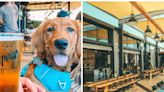 Los mejores restaurantes y cervecerías ‘pet friendly’ de San Diego