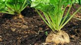 Annual World Beet and Sugarcane Conference in Fargo